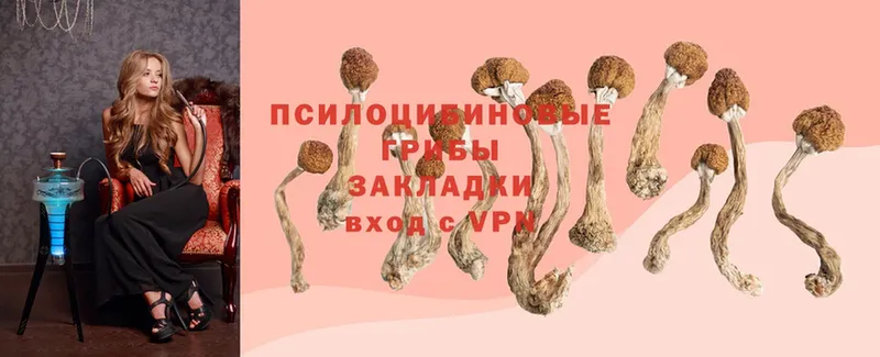 наркота  Северск  Псилоцибиновые грибы Psilocybe 