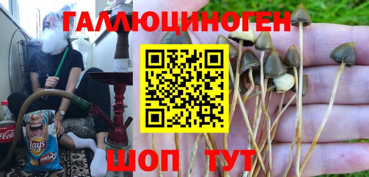 Северск  Псилоцибиновые грибы прущие грибы  Вход с VPN 